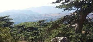 Zedernbäume in den Bergen des Libanon.