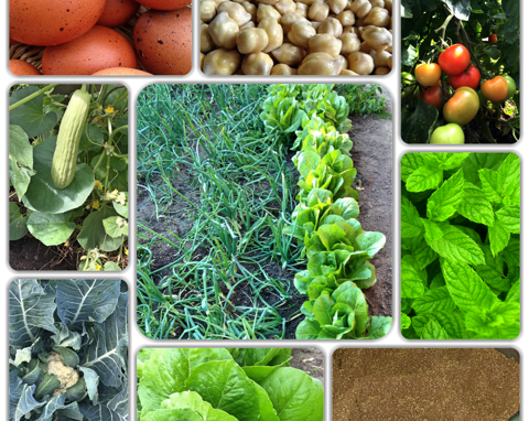Unser Catering orientalische Küche: verschiedene frische Gemüse und Kräuter, darunter Tomaten, Salat, Pilze und Gewürze.