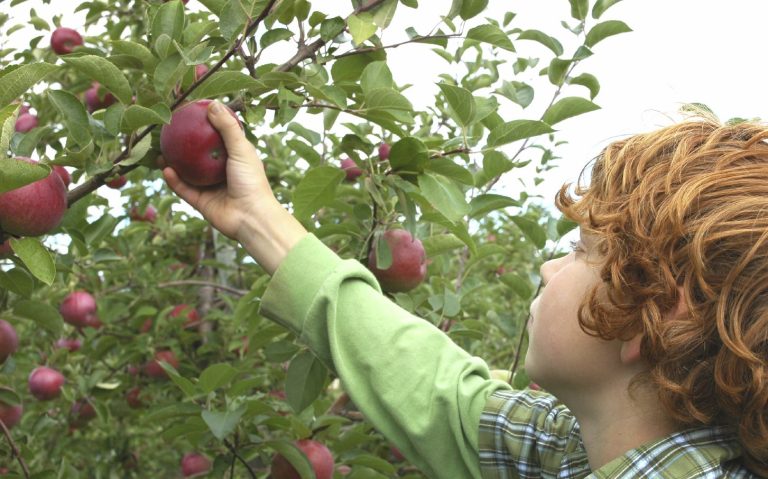 Veganes Catering Berlin mit einem roten Apfel am Baum.