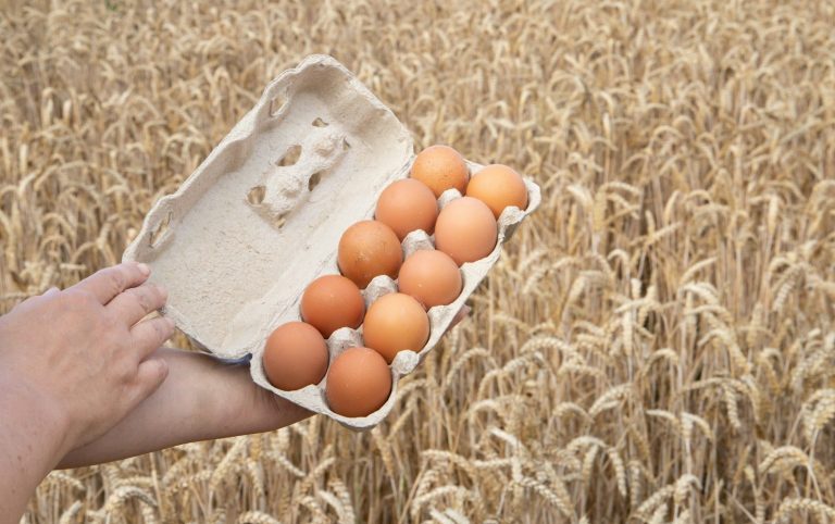 Frische Eier von artgerechter Tierhaltung für Al-Layal Gourmet Catering Berlin.